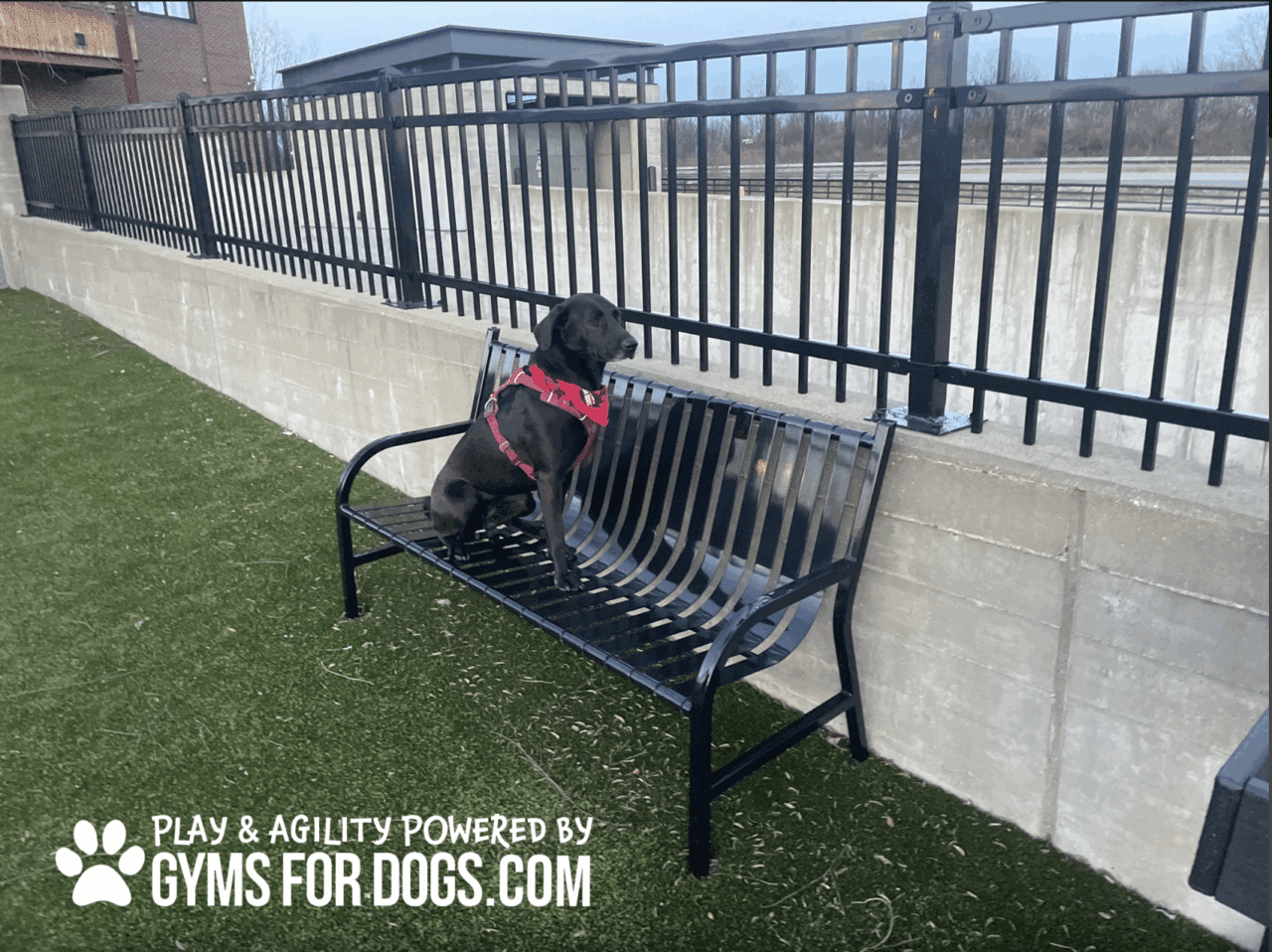 A black dog in a red harness sits on a Standard Park Bench - Thermo-Plastic Coated 6' Companion Bench w/ Back beside a fence in a grassy outdoor area. "Play & Agility powered by GymsForDogs.com" appears in the bottom left corner.